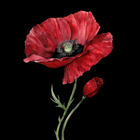 Single Red Poppy Flower, watercolor, isolated black backgroundの写真素材