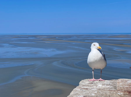 Seagull standing on rocky ledge overlooking a vast ocean landscape and clear blue sky, showcasing the beauty of natureの写真素材
