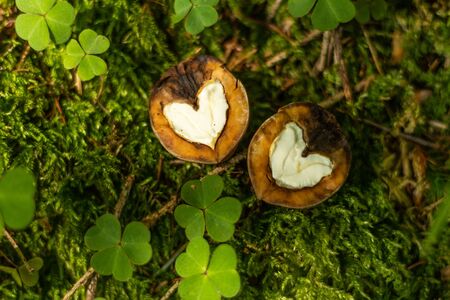 Walnut heartsの写真素材