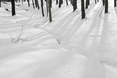 white winter forest with bare trees and hills covered by snowの写真素材