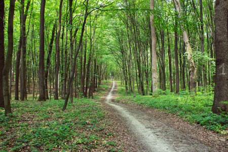 curve footpath through enchanted spring green forest