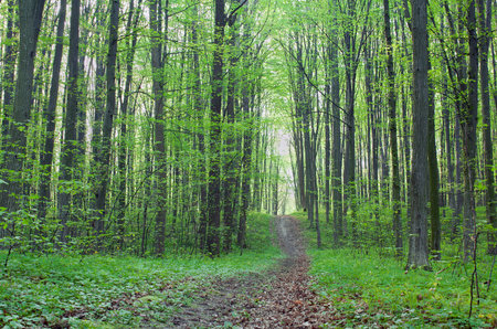 Path through enchanted spring green forest