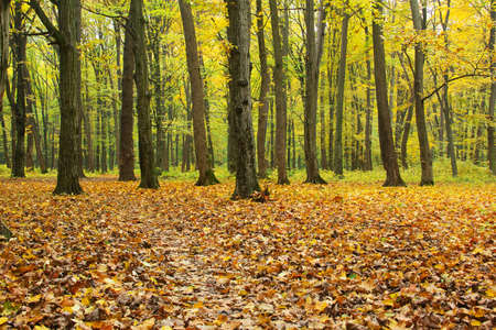 Enchanted autumn green-yellow-red forestの写真素材
