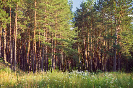 the pine wood with young pines on the sunset with greenery on the foregroundの写真素材