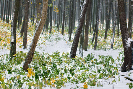 yellow and green autumn forest covered with snowの写真素材