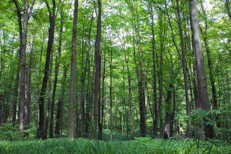 beech tall green trees in spring forest with grass on the foregroundの写真素材