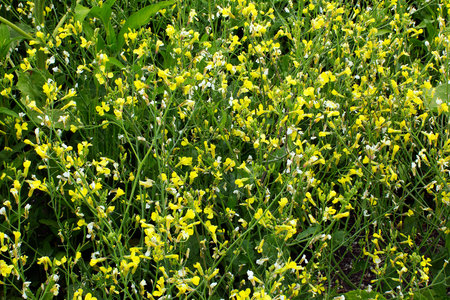 small yellow flowers on a spring meadow of field as a background