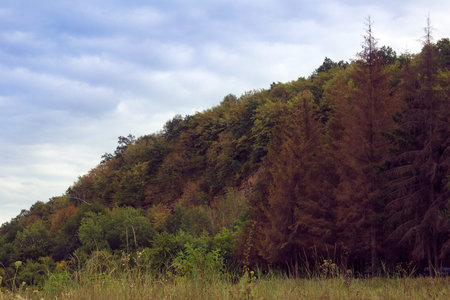landscape consisting of a hill with green trees and coniferous trees and blue sky with cloudsの写真素材