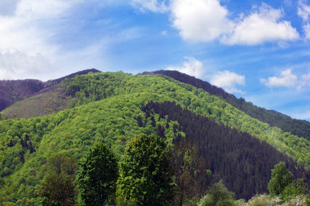 landscape consisting of a Carpathian big mountain with green trees and fir-tree on a foreground and...
