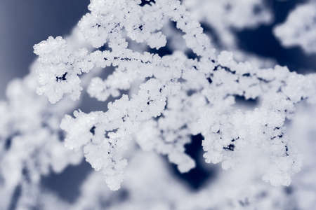 plant covered with white ice on a blue backgroundの写真素材
