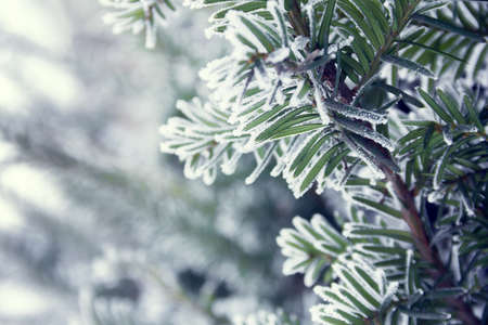a sprig of spruce covered with snow as a backgroundの写真素材