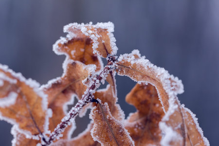 dry brown oak leaves covered with hoarfrost on a grey backgroundの写真素材