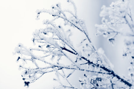 plant covered with white ice on a white backgroundの写真素材
