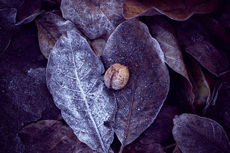 Winter is coming. Walnut on leaves covered with hoarfrostの写真素材