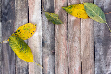 autumn leaves on a wooden background as a backgroundの写真素材