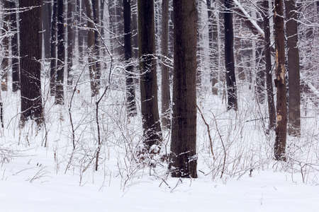trees covered with snow in a snowy forestの写真素材