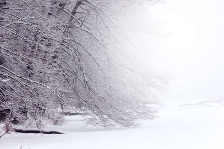 trees covered with snow in a snowy forestの写真素材