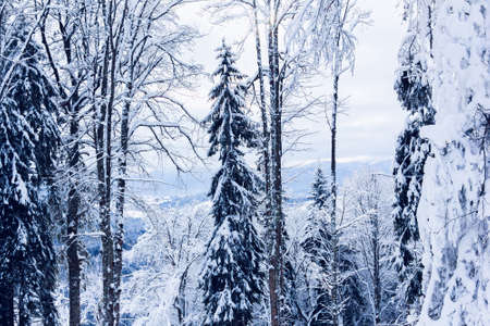 the forest is covered with white snow in winterの写真素材