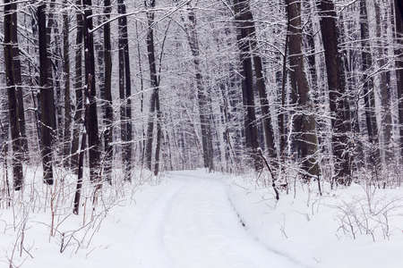 trees covered with snow in a snowy forest with footpath in the centreの写真素材