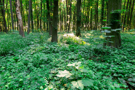 Green leaf forest with tall treesの写真素材