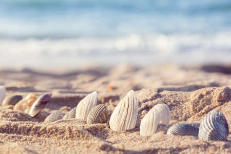 the sea coast with seashells, half in the sandの写真素材