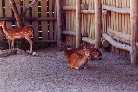 two sika deer sit on the ground in the zoo and third is standing