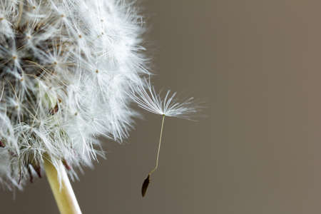 Dandelion close-up on a gray backgroundの写真素材