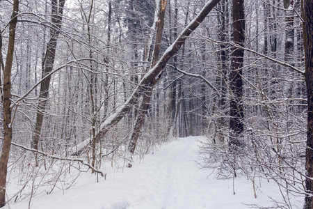 trees covered with snow in a snowy forest with footpath in the centreの写真素材