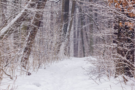 trees covered with snow in a snowy forest with footpath in the centre
