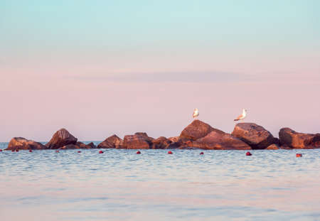 two seagulls on the rocky seashoreの写真素材