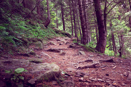 forest footpath with big stones on a foregroundの写真素材