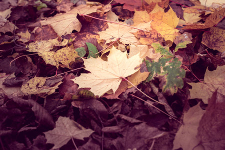 autumn maple leaf as a background