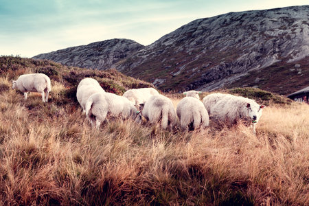 a flock of sheep grazes in the mountainsの写真素材