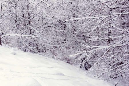 the forest is covered with white snow in winterの写真素材
