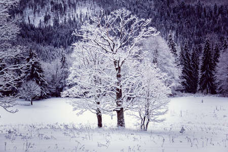 Alone three trees in winter stand out among the whole forestの写真素材