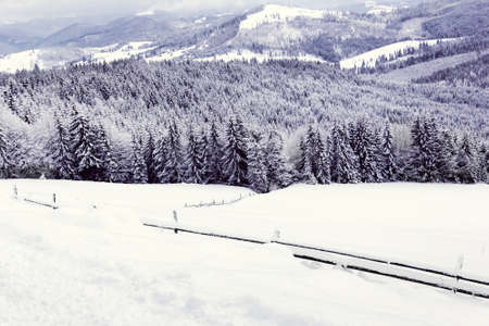 snow covered forest in the mountainsの写真素材