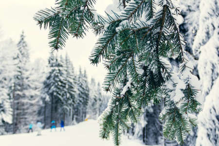 skiers go down the slope of the mountain and fir trees on a foregroundの写真素材