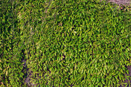 Green dense foliage on a wall as a backgroundの写真素材