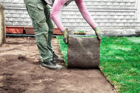 gardener is coating soil with green rolls of a lawn