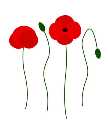Poppy flower. Beautiful spring flower on a white background. Red poppy in bloom, floral vector illustration for print, design.のイラスト素材
