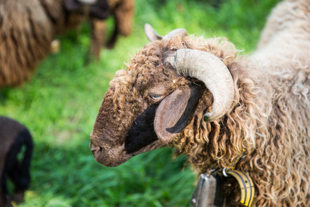 Curly Fur Sheep with Neck Bell in Green Swiss Farmの写真素材