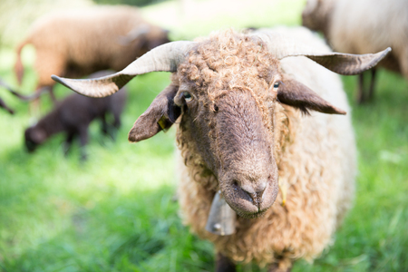 Curly Fur Sheep with Neck Bell in Green Swiss Farmの写真素材