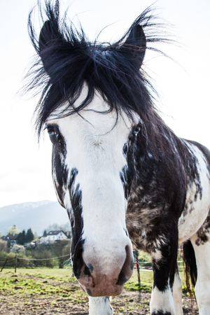 Bi-Coloured Blue Eyes Horse on a Sunny Summer Dayの写真素材