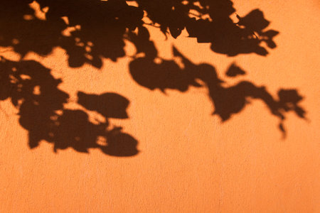Bougainvillea Flowers Shadows on Orange Wall on a Bright Sunny Day