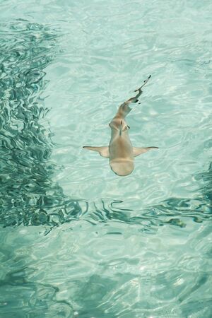 Baby Black Tip Shark Swimming in Pacific Ocean Clear Watersの写真素材