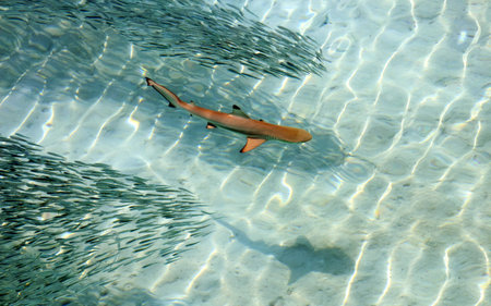 Baby Black Tip Shark Swimming in Pacific Ocean Clear Waters
