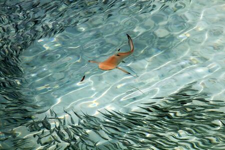 Baby Black Tip Shark Swimming in Pacific Ocean Clear Watersの写真素材