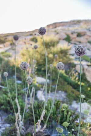 Wild Leek Flowers with Gozo Island Limestone Cliffs in the Backgroundの写真素材