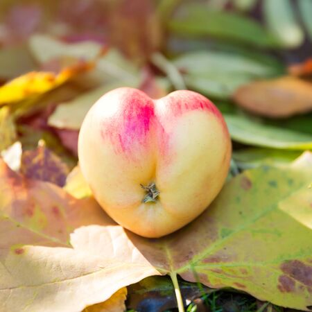 Real Heart Shaped Apple on Autumn Foliage and Grassの写真素材