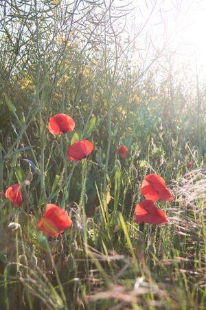 Red Poppy Flowers in Green Fields in Summerの写真素材